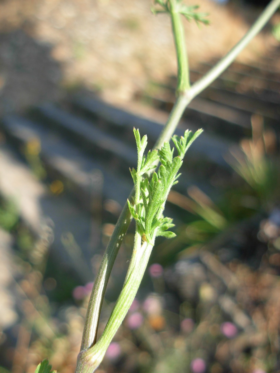 Pimpinella peregrina L./Tragoselino calcitrappa